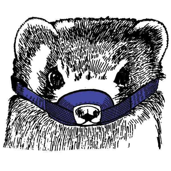 8. **Cat food bowl anti-overturning**Muzzles - Ferret